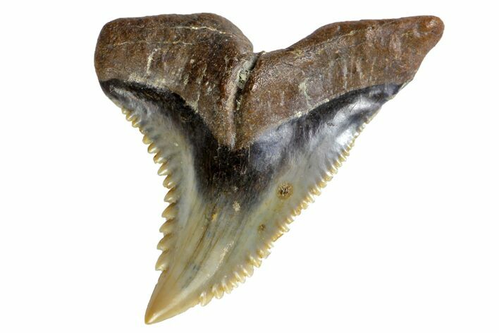 Serrated, Fossil Shark (Hemipristis) Tooth #142456